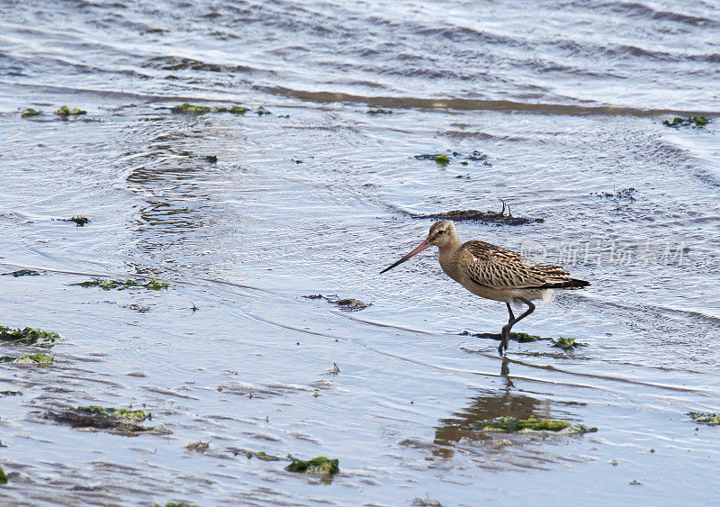 在冬季羽毛的Bar Tailed Godwit (Limosa lapponica)